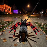 Halowly™ Spider Pet Costume