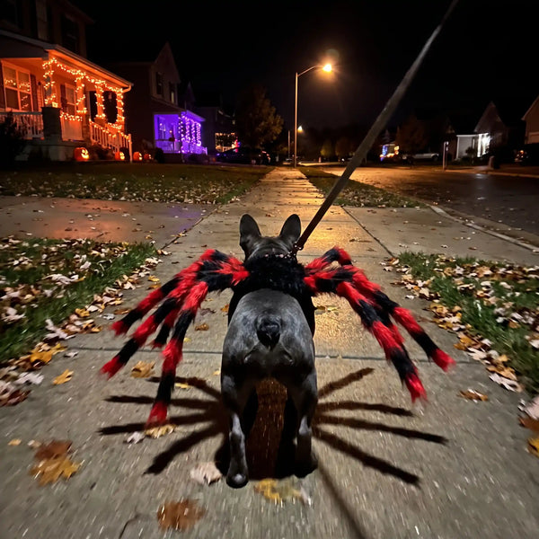Halowly™ Spider Pet Costume